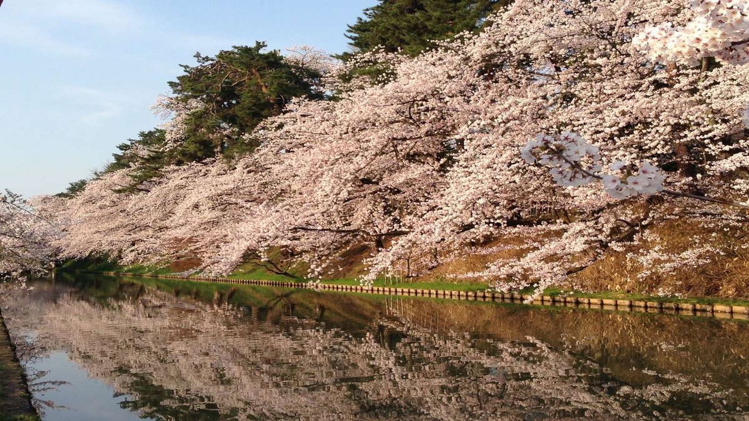 【事前決済限定】弘前公園の桜を見に行こう♪弘前さくらまつりプラン／素泊り【45日前から返金不可】