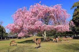 桜奈良公園