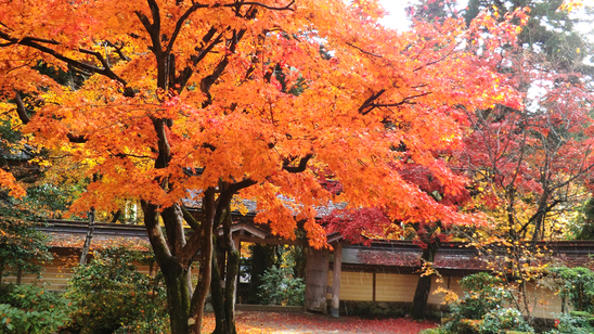 谷汲山華厳寺の目の前の当館!!紅葉が美しいです