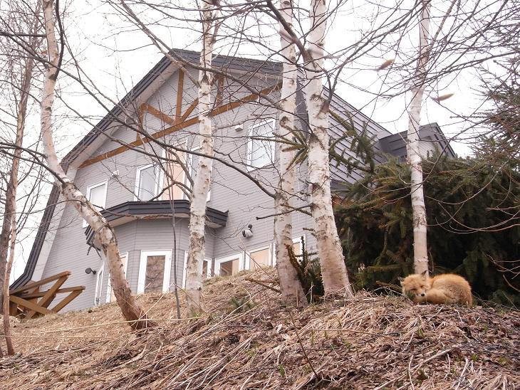 キタキツネと建物