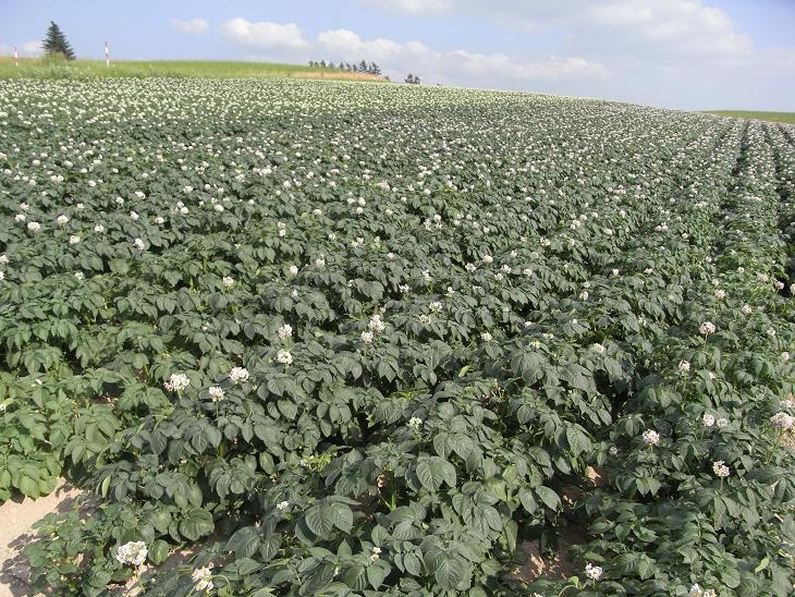 ジャガイモの花