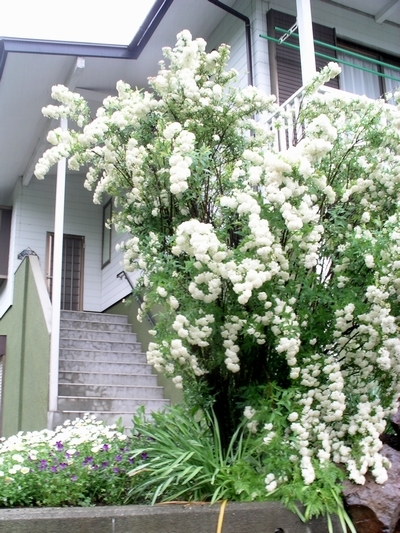 花壇