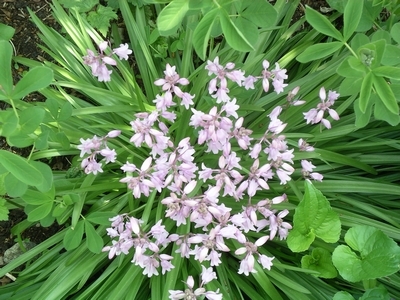 花壇