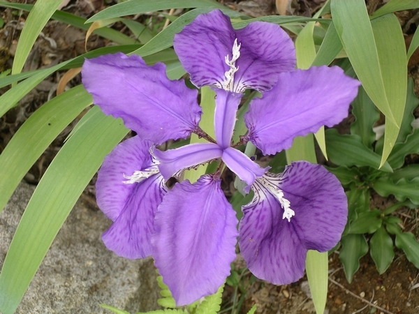 花壇
