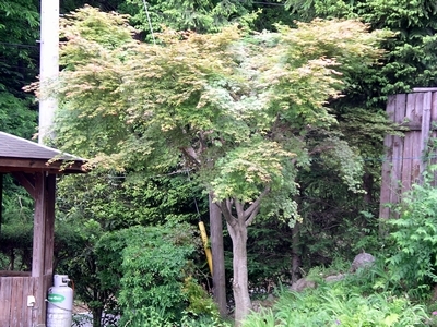 花壇