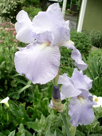 花壇