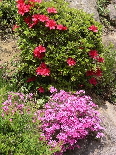 花壇