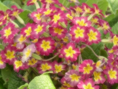 花壇