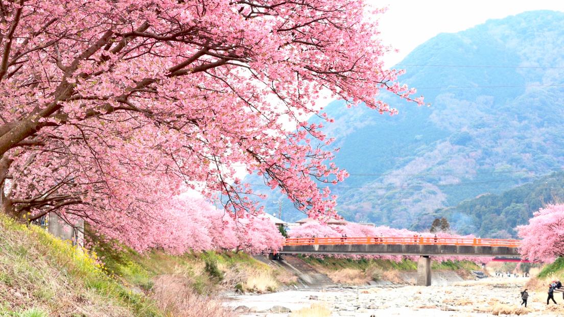 川津桜
