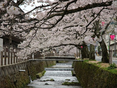 城崎は桜の名所でもあります。4月上旬〜中旬が見頃