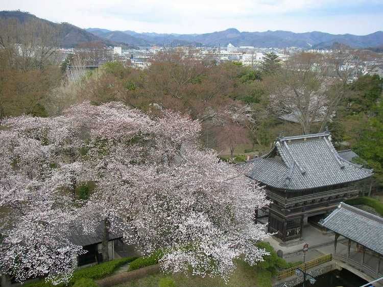 客室からの眺め