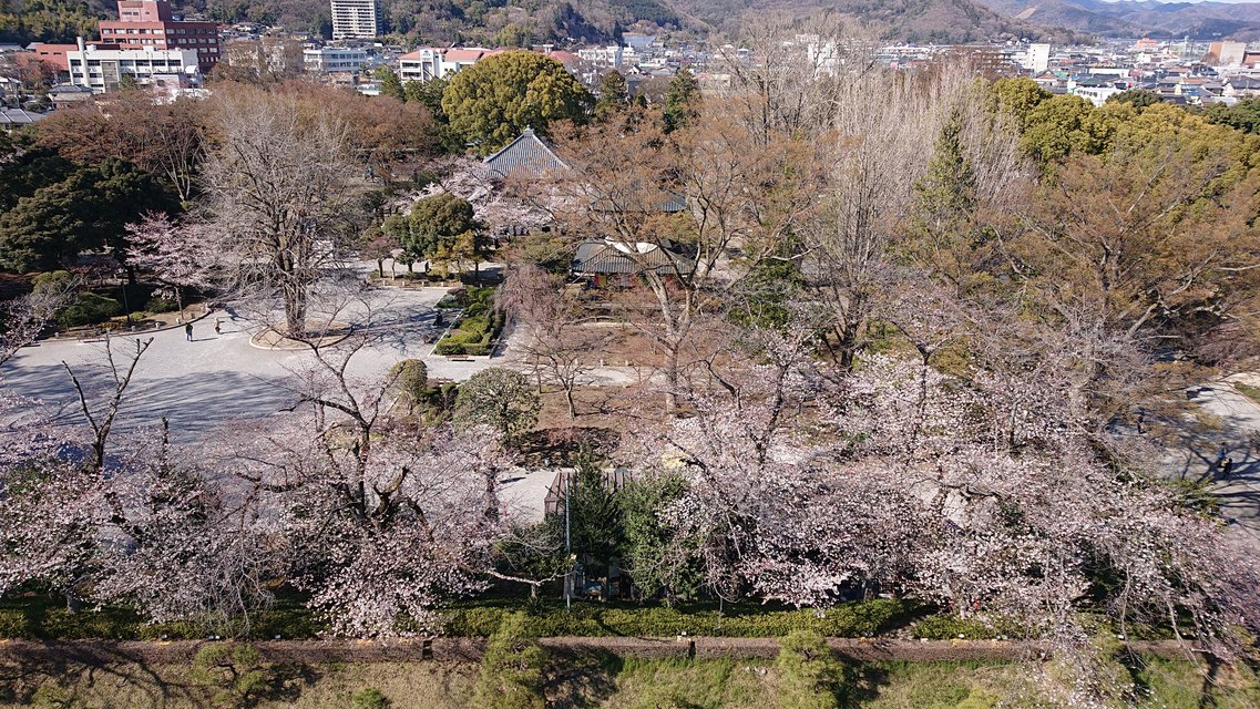 ホテル正面鑁阿寺の春景色