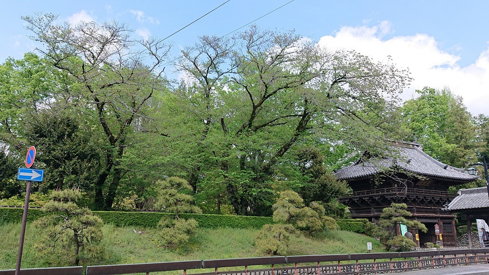 4月２５日新緑の太鼓橋