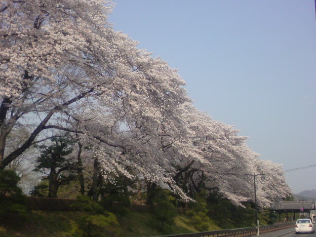 ホテル正面（桜並木）