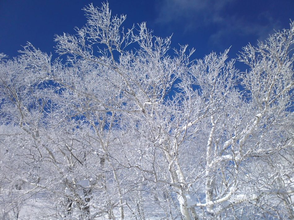 【富良野スキー場】ゲレンデの美しい樹氷