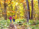 【鹿沢の森・遊歩道】新緑から紅葉まで自然の醍醐味を五感で感じましょう。