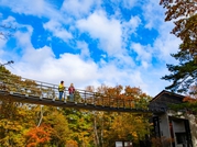 【鹿沢インフォメーションセンター・吊り橋】目線が上がると「自然のカケラ」に気付くでしょう。