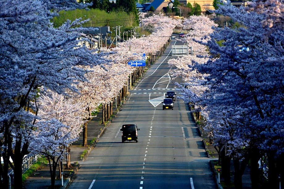 大畑の桜並木