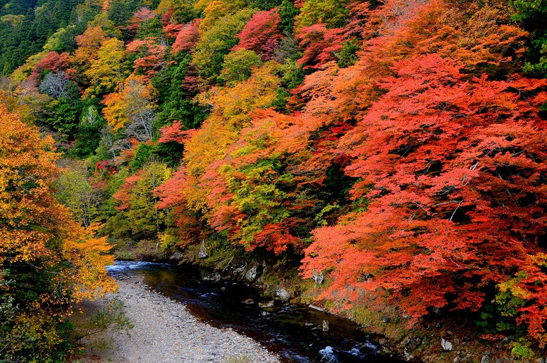 薬研の紅葉2018