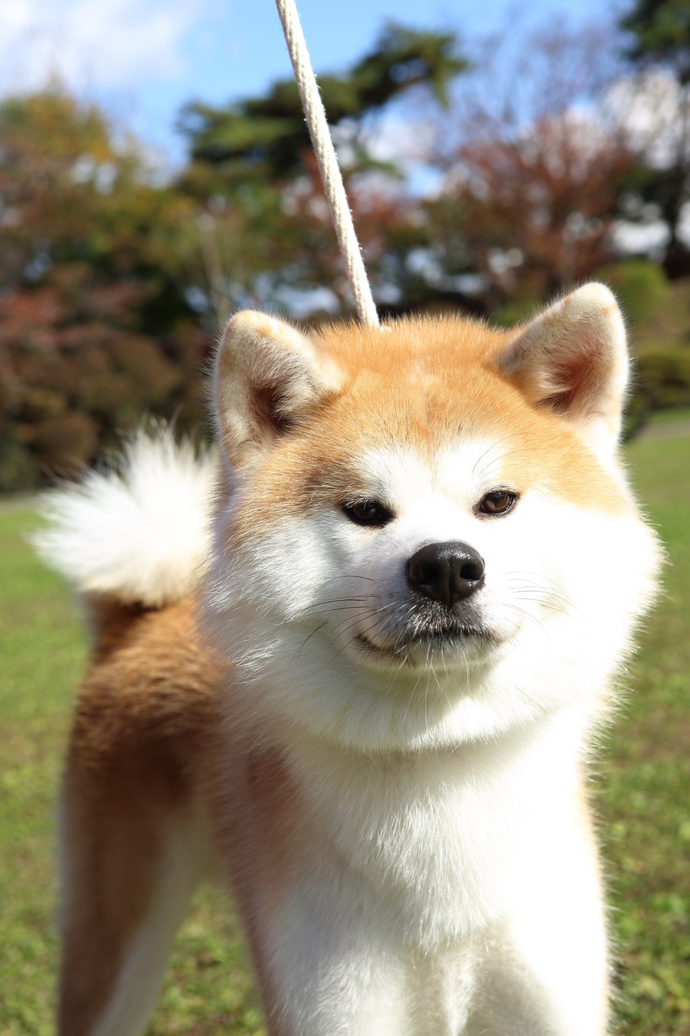 秋田犬