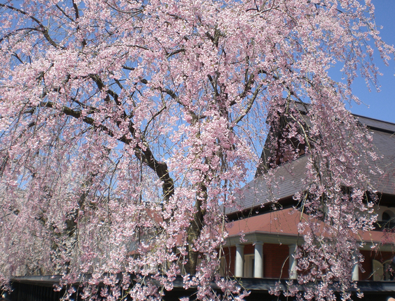 角館桜