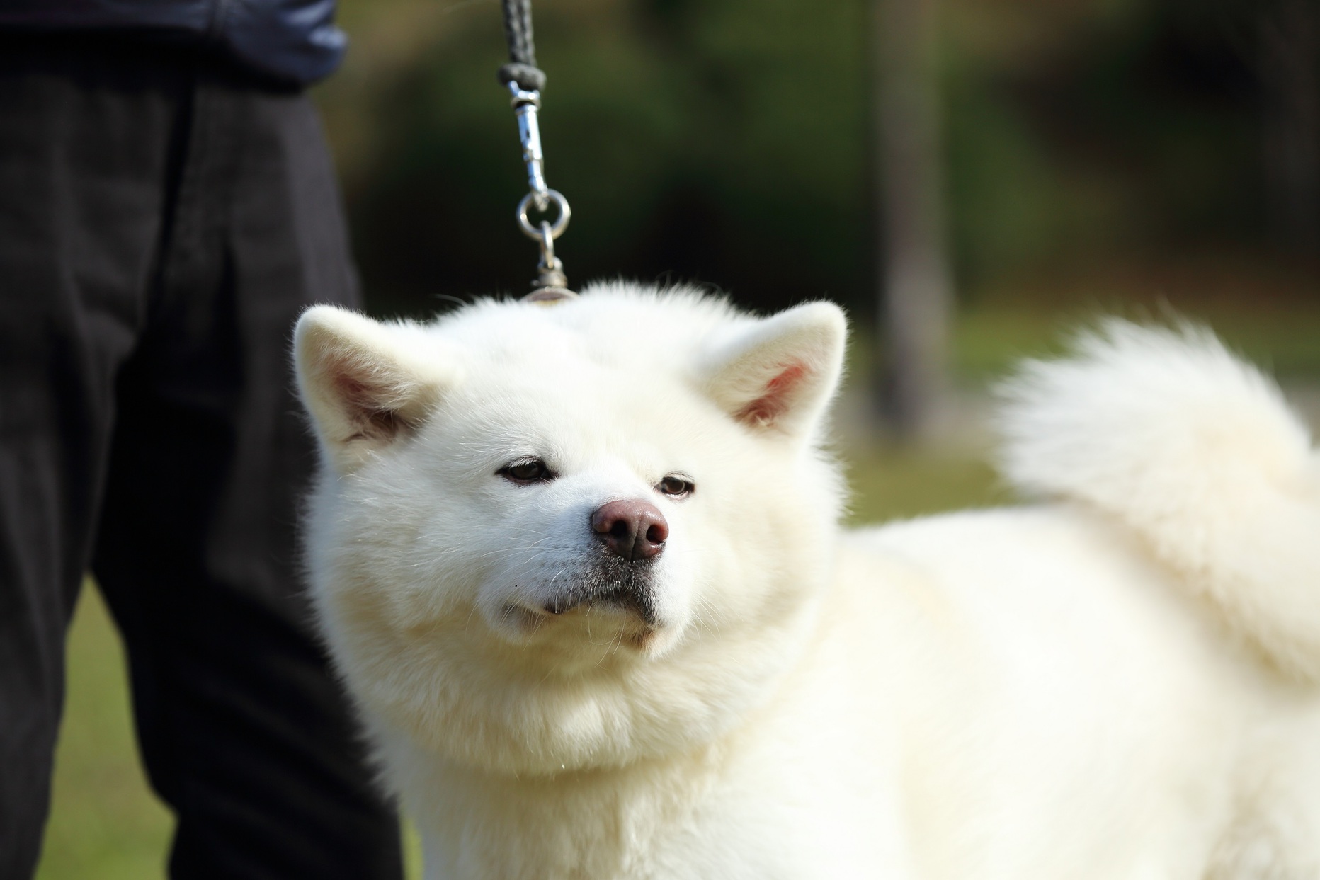 秋田犬