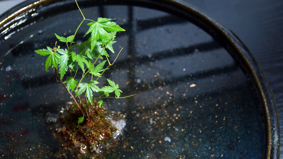 【レトロな置物シリーズ】ロビーを飾るちょっとした癒しのグリーン『苔玉紅葉』