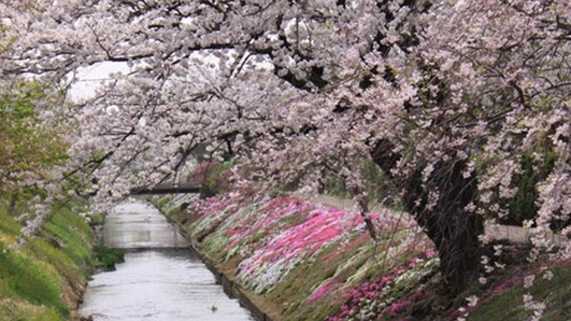 市内渋田川の芝桜