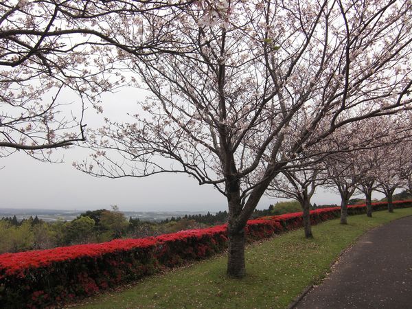 瀬戸公園の桜、つつじ