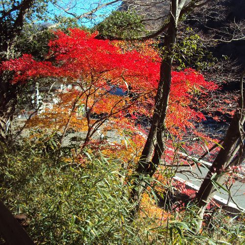 【秋の景色】色々な色に染まる秋の紅葉をお楽しみ下さい。