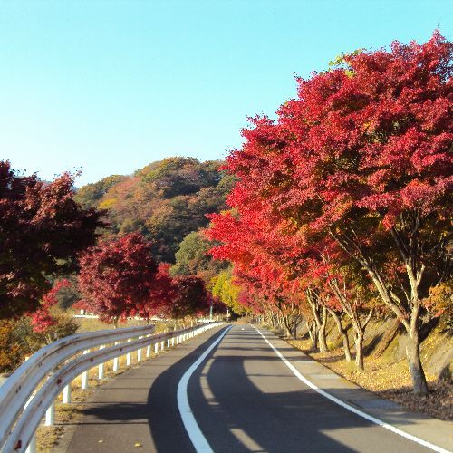 【秋の景色】ドライブで紅葉を楽しんで下さい。天然の動物に出会えるかもしれませんよ。
