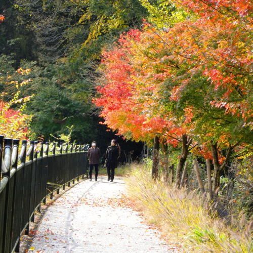 【秋の景色】丹沢湖周辺の紅葉は格別です。是非、一度見に来て頂きたいです。