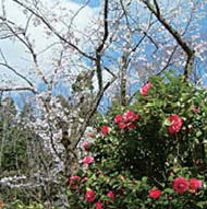 加茂山雪椿園