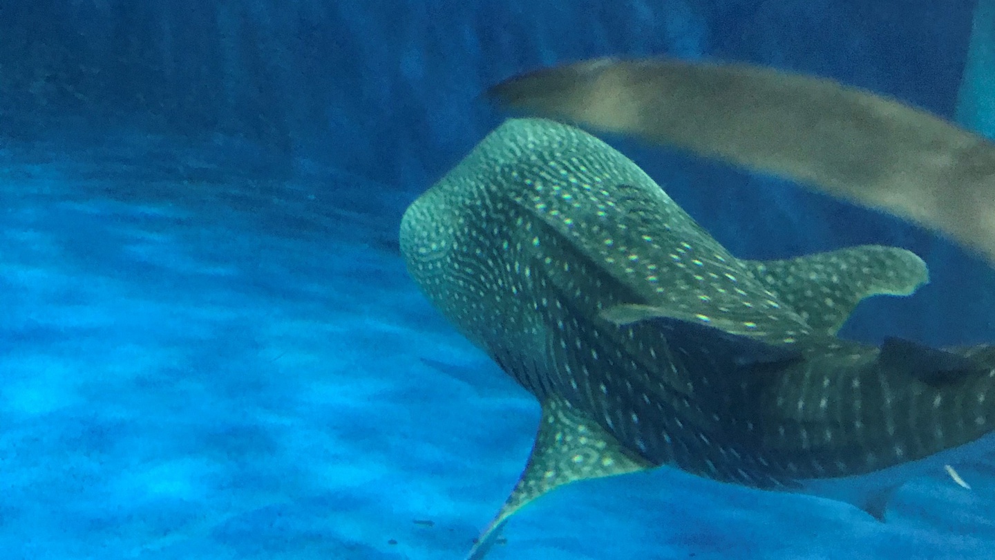 GR:いおワールドかごしま水族館のジンベイザメ