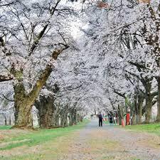 【桜プラン】信州の桜　標高差があるので４月末までお花見OK!ソメイヨシノから山桜まで楽しめます