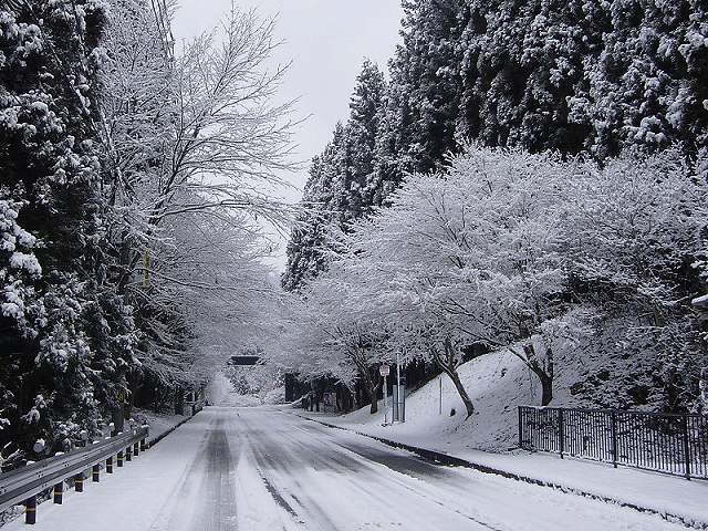 もみじ並木が「雪化粧」でお出迎え