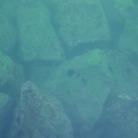 【長須賀海水浴場】うにも見られます