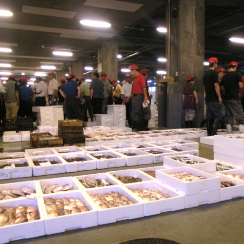 【観光】境港セリ風景