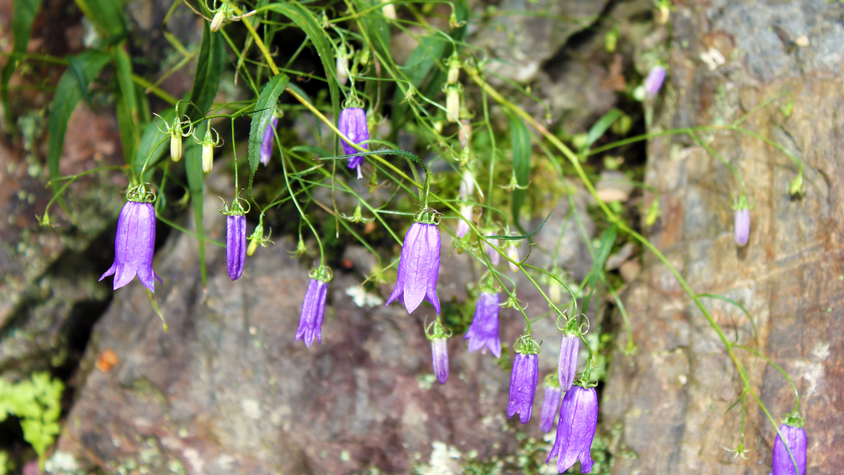 「岩沙参」の花