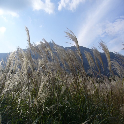 仙石原のススキ⑧