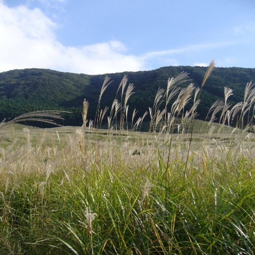 仙石原のススキ⑨