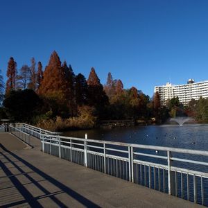 秋の井の頭池と七井橋