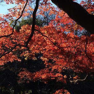 井の頭公園木々の紅葉