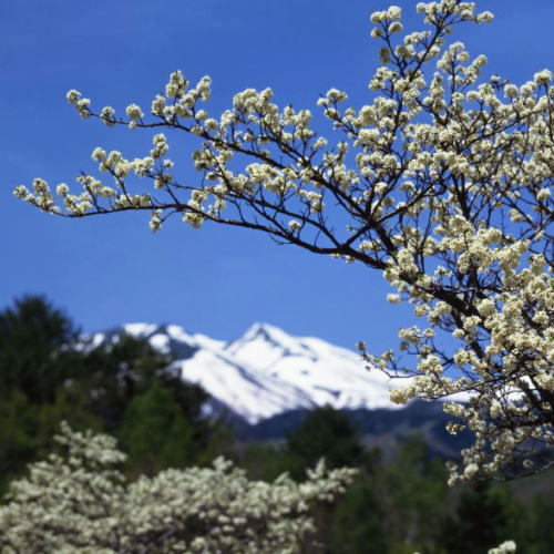 残雪の乗鞍岳と満開のすももの白い花5月