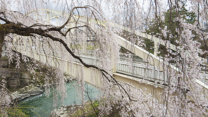 【天龍峡】姑射橋(こやきょう)からの遊歩道沿いにはしだれ桜や山桜などが可憐な花を咲かせます