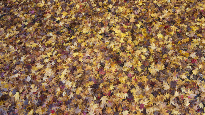 【天龍峡遊歩道】紅葉の絨毯。遊歩道は約2km、ゆっくり歩き約1時間で一周できます