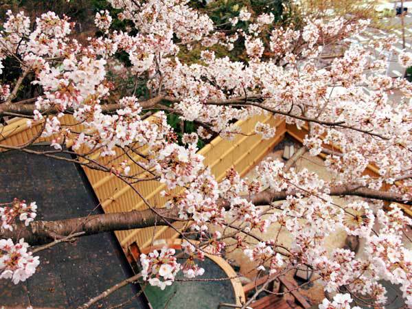 桜満開の露天風呂