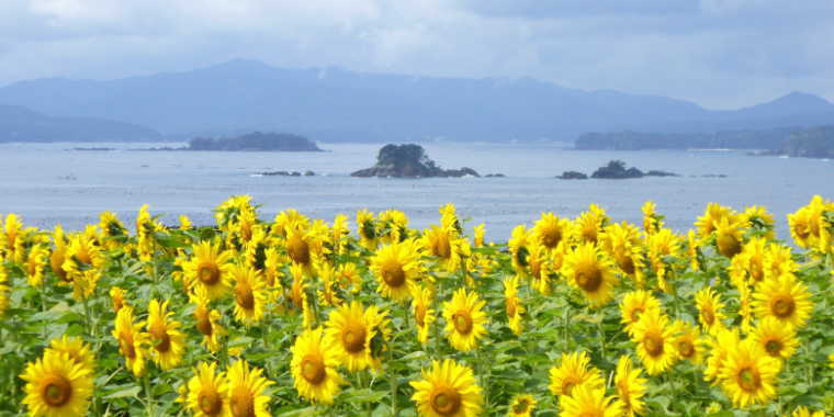 海とひまわり