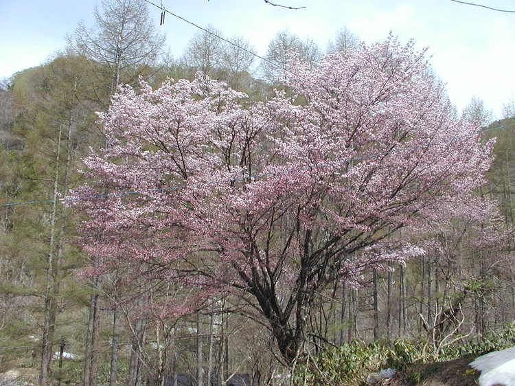 山桜