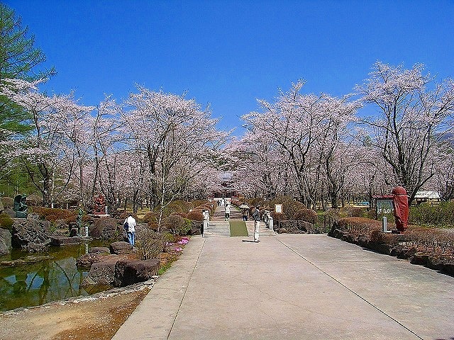 聖光寺の桜